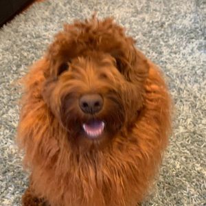 Meet your Posher, Meher